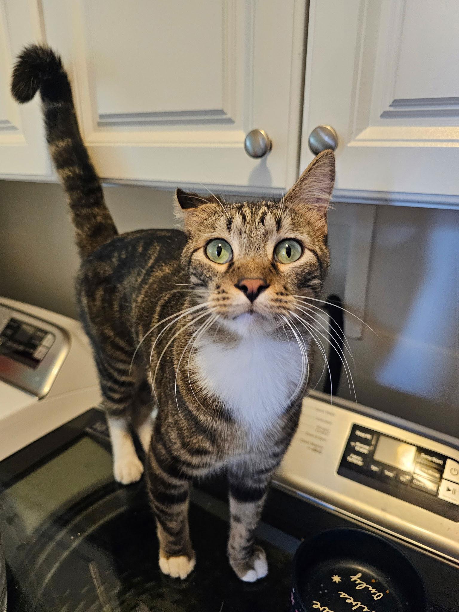 Ares (Cotton), Adoptable, Adult Male Domestic Short Hair.