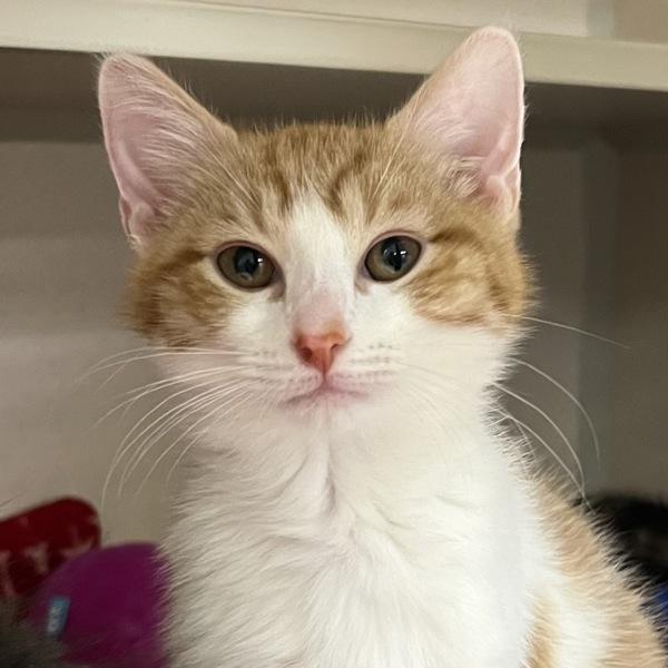 Güero, Adoptable, Kitten Male Domestic Short Hair.