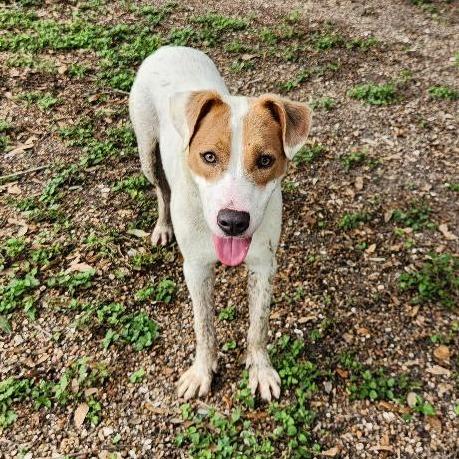 Blake, Adoptable, Young Male Terrier & Mixed Breed.