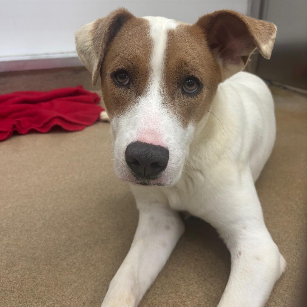 Blake, a Adoptable mixed breed in Corpus Christi, TX image 2/6