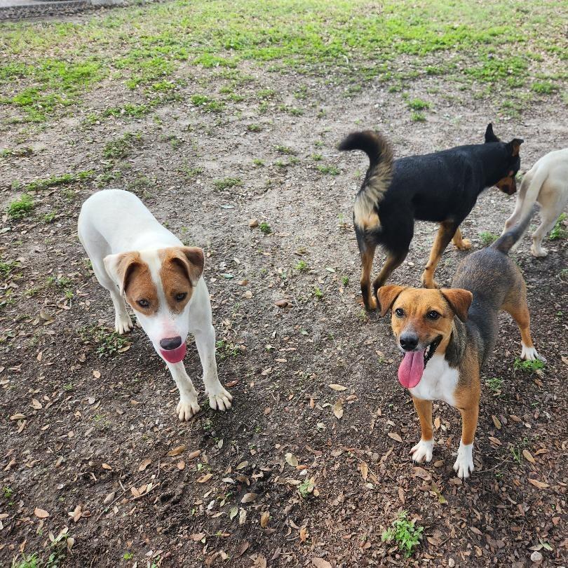 Blake, a Adoptable mixed breed in Corpus Christi, TX image 4/6
