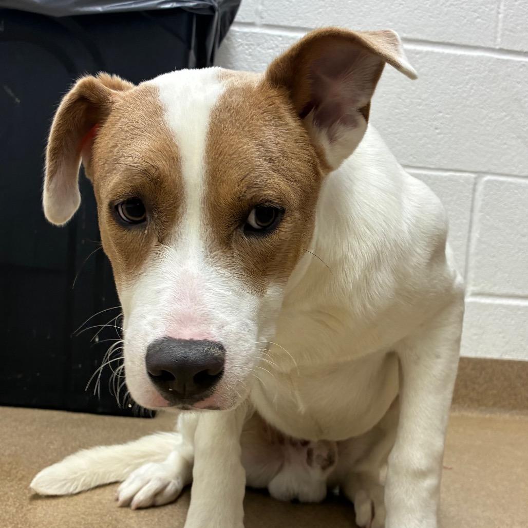 Blake, a Adoptable mixed breed in Corpus Christi, TX image 5/6