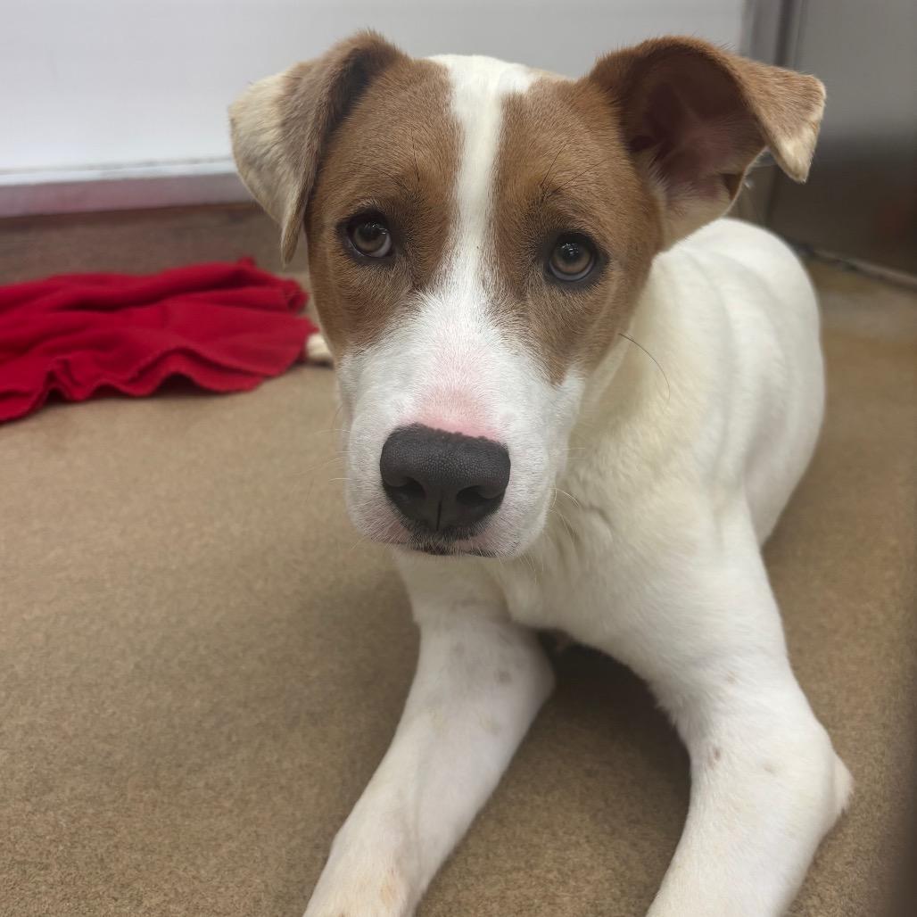 Blake, a Adoptable mixed breed in Corpus Christi, TX image 6/6
