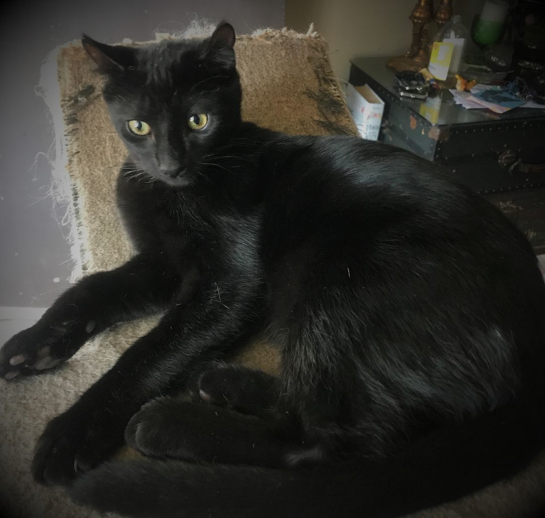 Enlarge Star, a Adoptable Bombay in RIVERSIDE, CA image 1/1