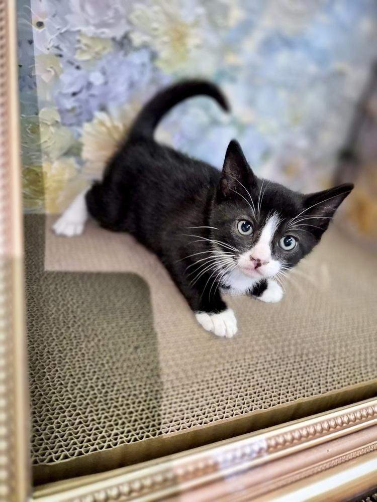 Hunter, Adoptable, Kitten Male Domestic Short Hair.