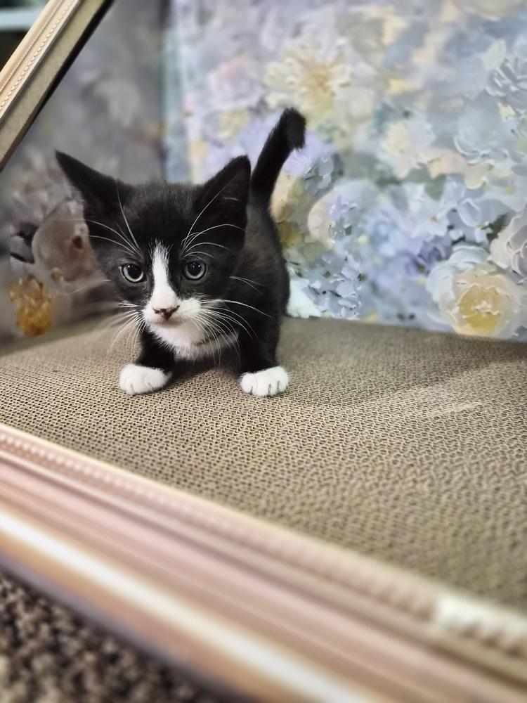 Hunter, a Adoptable Domestic Short Hair in Patchogue, NY image 2/6