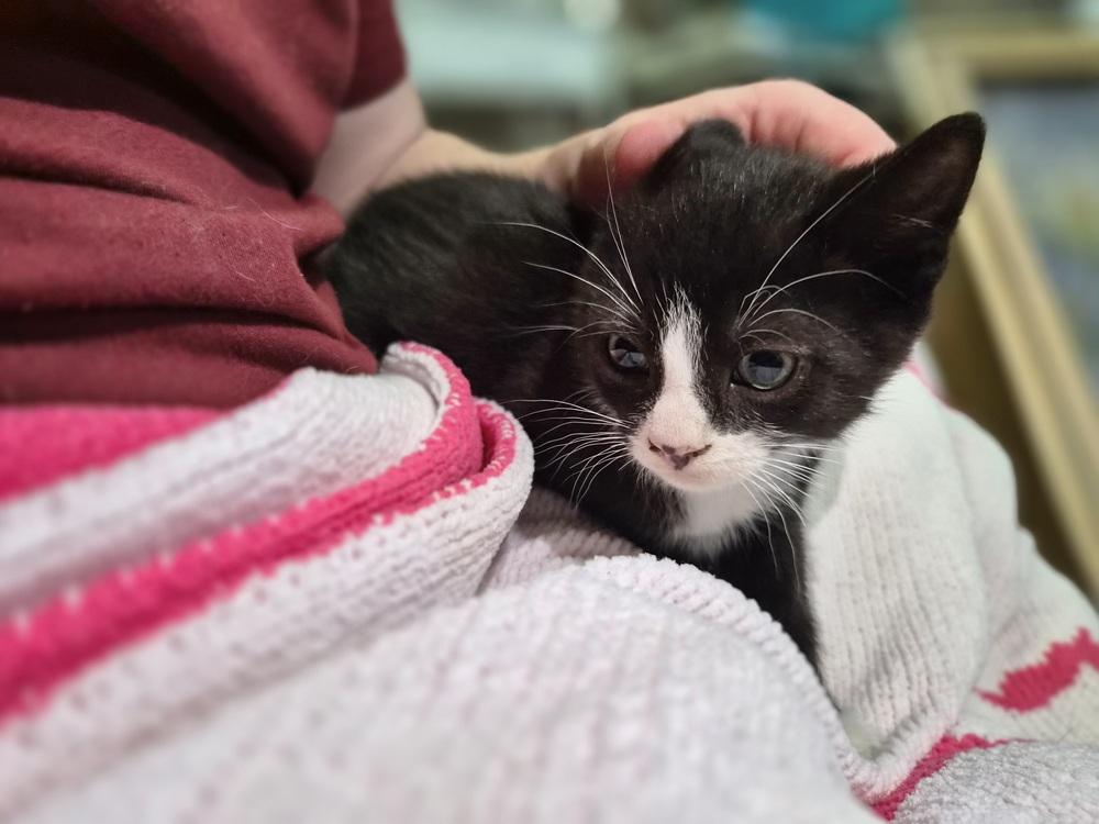Hunter, a Adoptable Domestic Short Hair in Patchogue, NY image 3/6