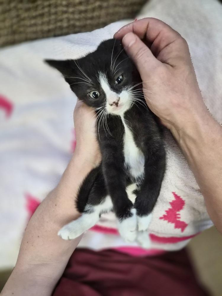 Hunter, a Adoptable Domestic Short Hair in Patchogue, NY image 4/6