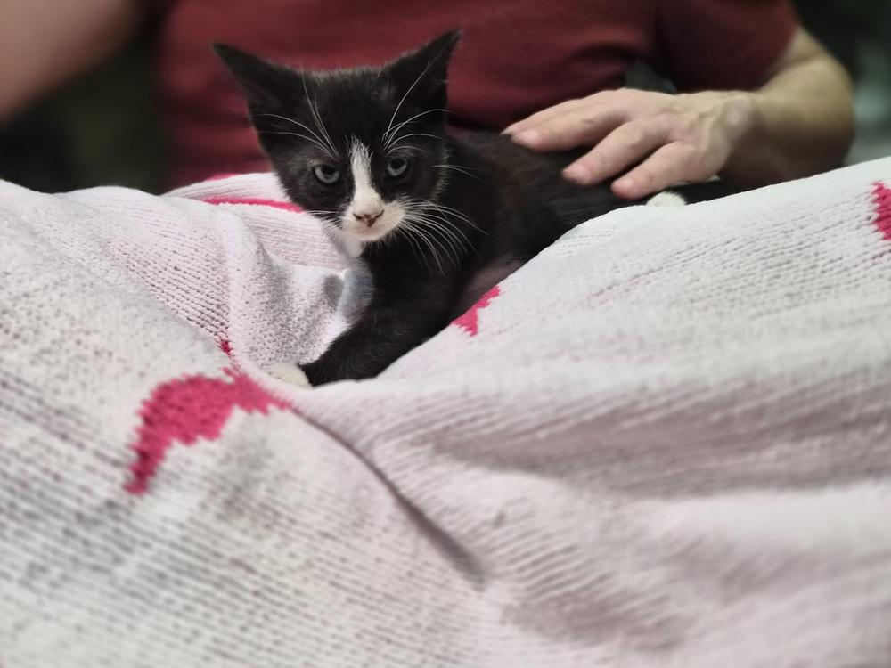 Hunter, a Adoptable Domestic Short Hair in Patchogue, NY image 5/6