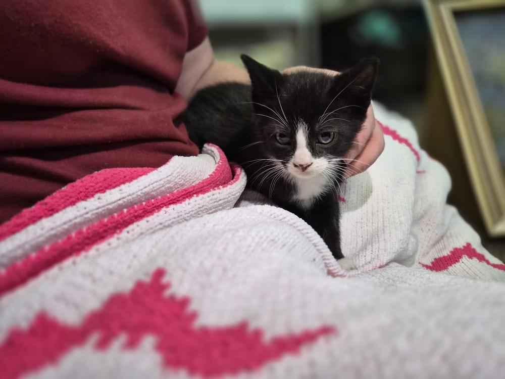 Hunter, a Adoptable Domestic Short Hair in Patchogue, NY image 6/6