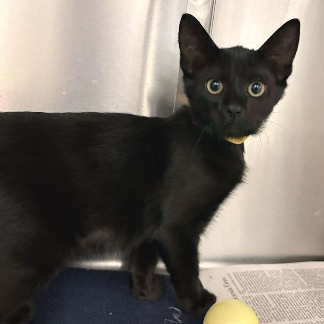 Spongebob, Adoptable, Kitten Male Domestic Short Hair.