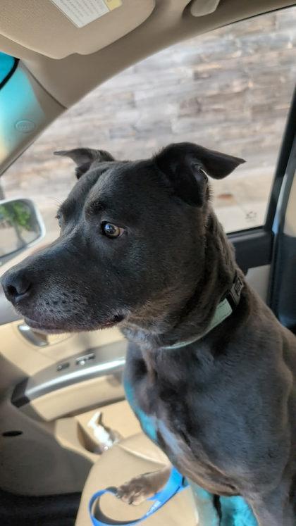 Jordan, Adoptable, Senior Female Pit Bull Terrier & Mixed Breed.