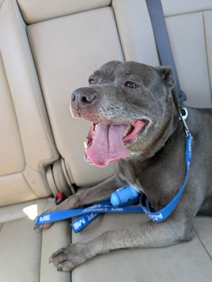 Jordan, a Adoptable mixed breed in Kansas City, MO image 2/3