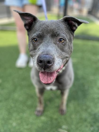 Enlarge Jordan, a Adoptable mixed breed in Kansas City, MO image 1/3