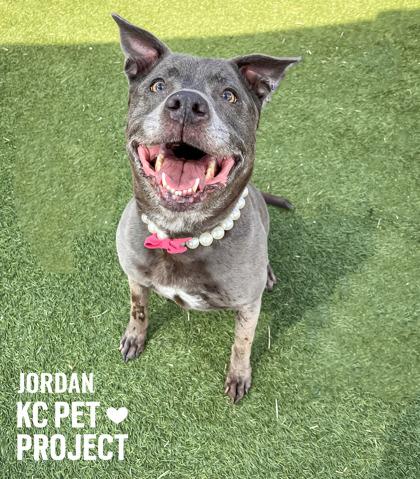 Enlarge Jordan, a Adoptable mixed breed in Kansas City, MO image 2/3