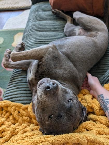 Enlarge Jordan, a Adoptable mixed breed in Kansas City, MO image 3/3