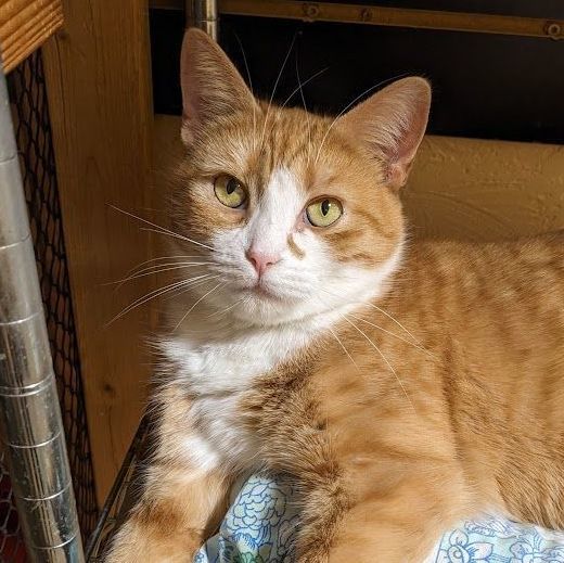 Macaroni, Adoptable, Adult Female Tabby & Domestic Short Hair.