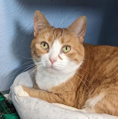 Enlarge Macaroni, a Adoptable mixed breed in Shippenville, PA image 2/6