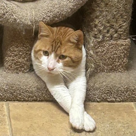 Enlarge Macaroni, a Adoptable mixed breed in Shippenville, PA image 3/6