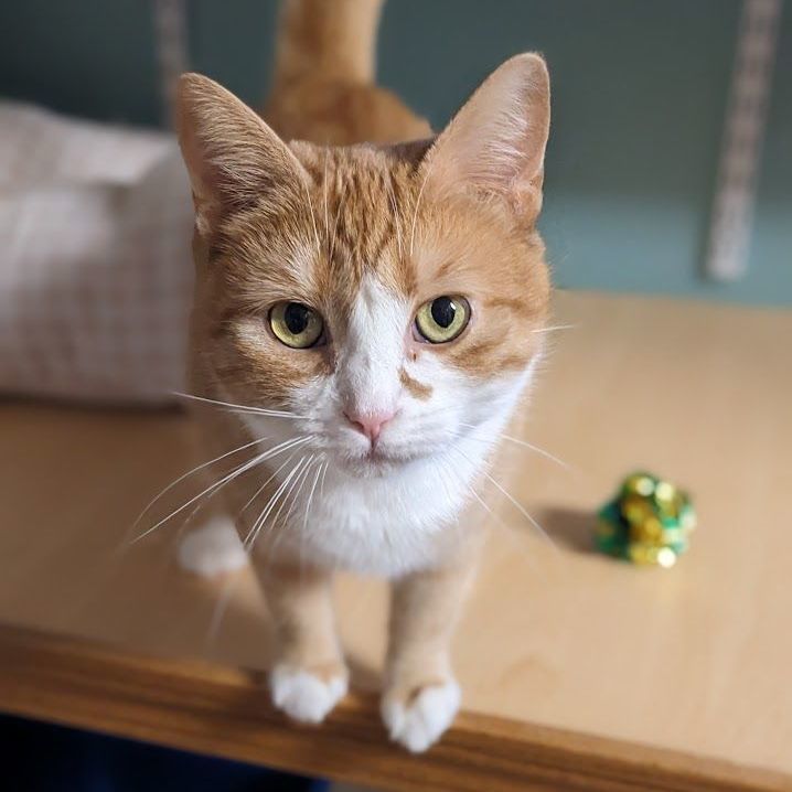 Enlarge Macaroni, a Adoptable mixed breed in Shippenville, PA image 4/6