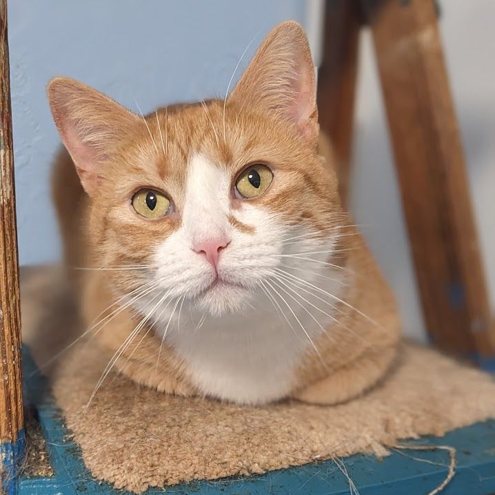 Enlarge Macaroni, a Adoptable mixed breed in Shippenville, PA image 5/6