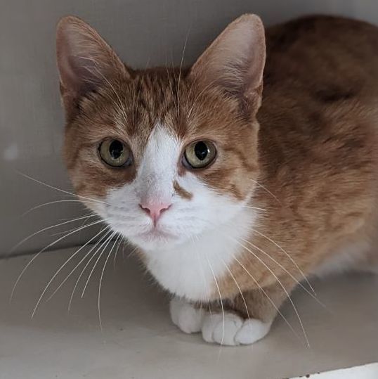 Macaroni, Adoptable, Adult Female Tabby & Domestic Short Hair.