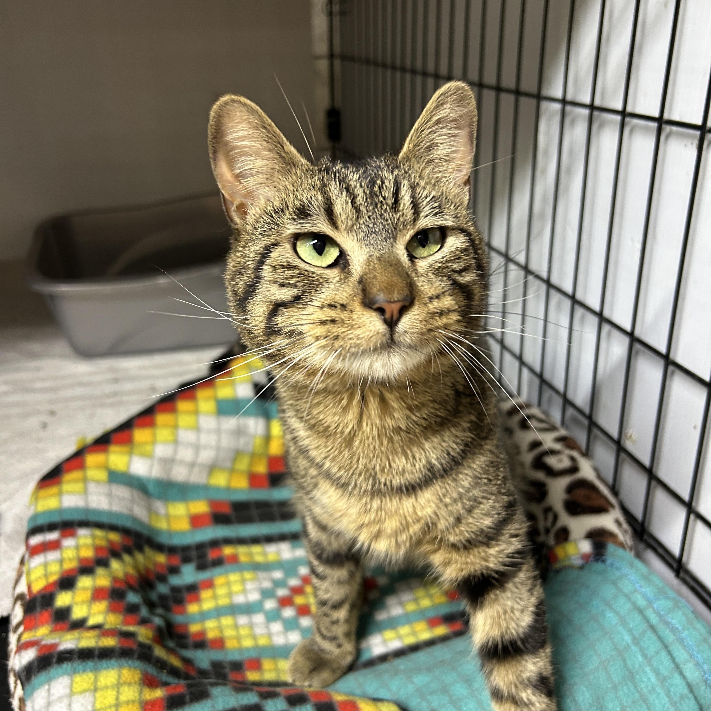 Enlarge Arthur, a Adoptable Domestic Short Hair in Avon, OH image 2/3