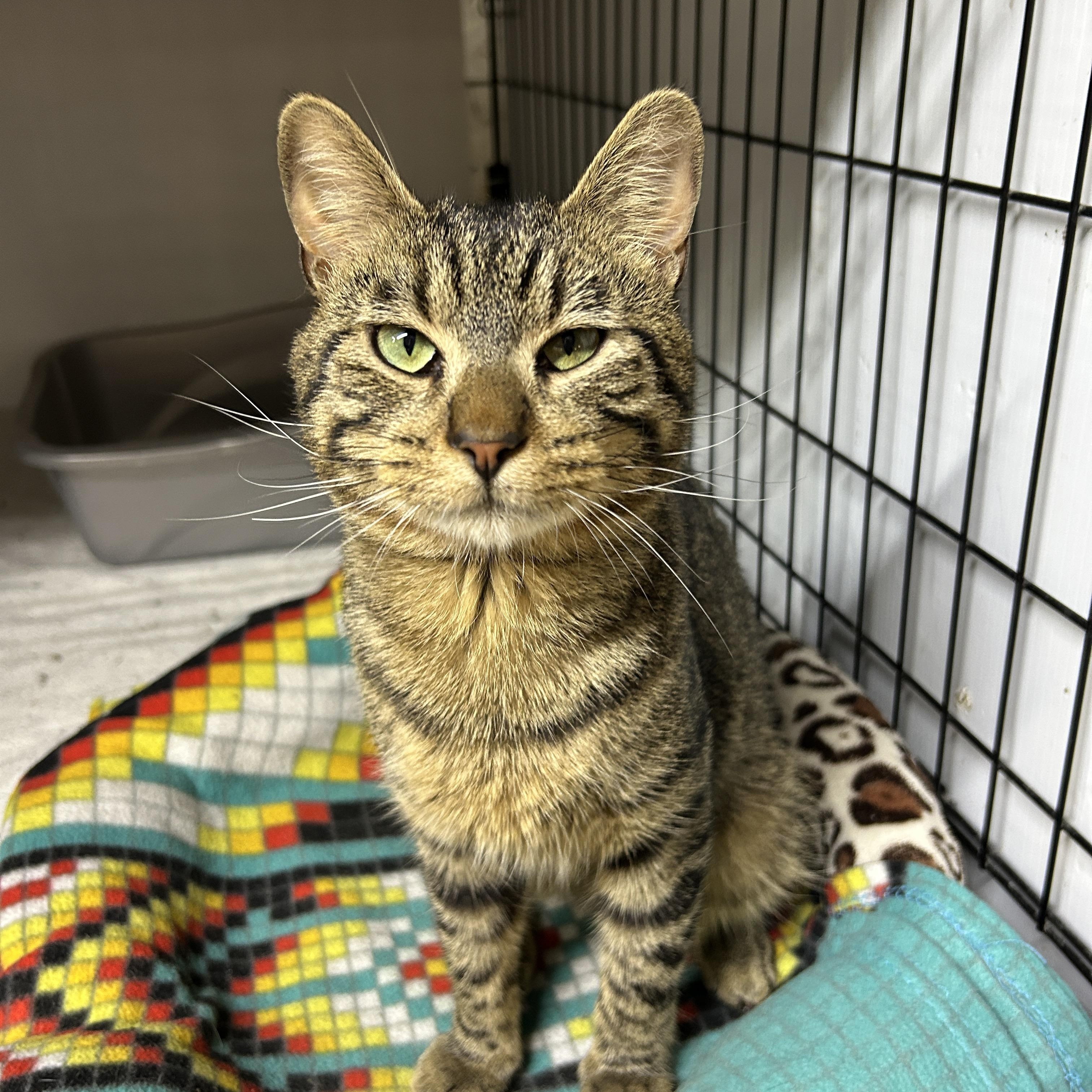 Enlarge Arthur, a Adoptable Domestic Short Hair in Avon, OH image 3/3