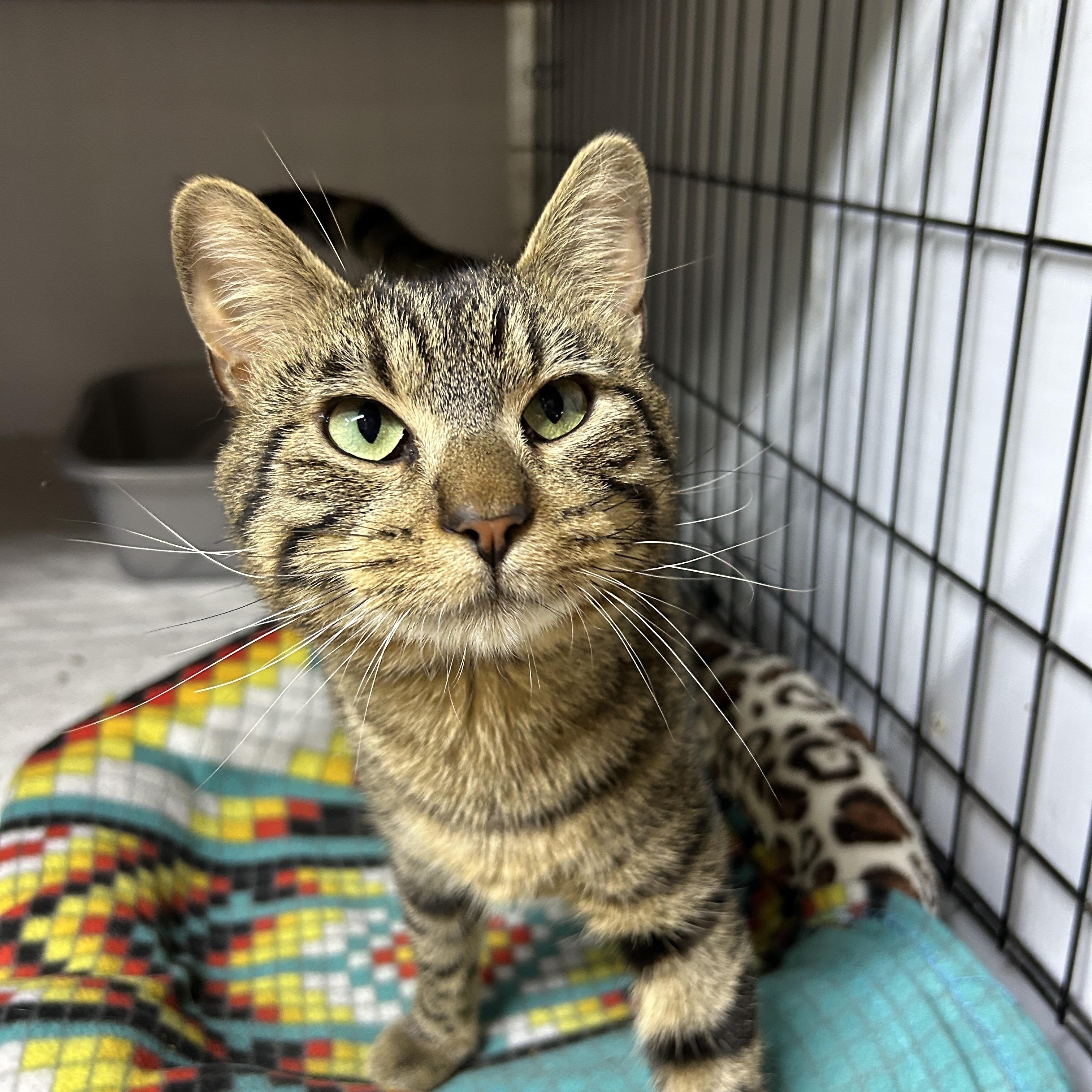 Enlarge Arthur, a Adoptable Domestic Short Hair in Avon, OH image 1/3