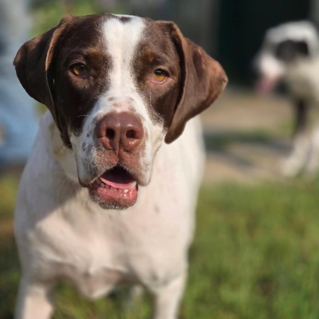 Bailey, a Adoptable Pointer in Tomah, WI image 1/6