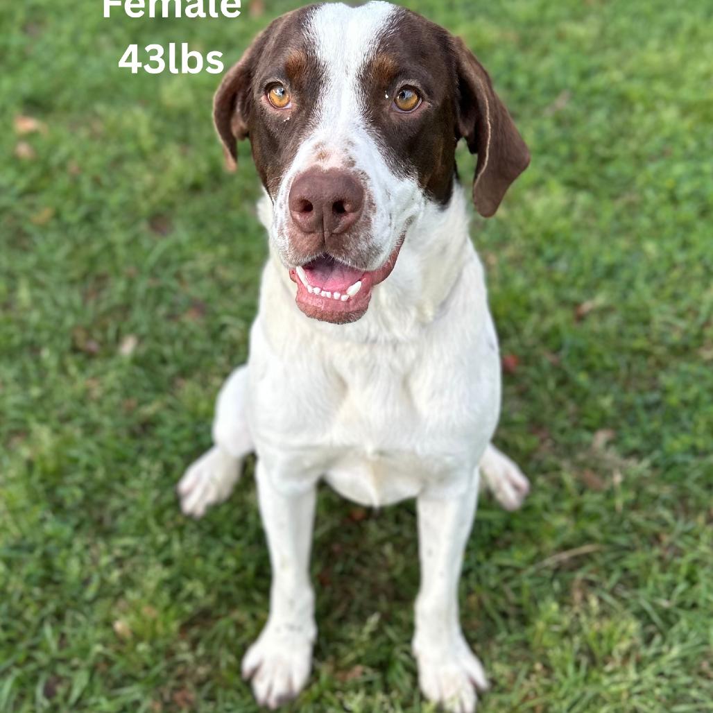 Bailey, a Adoptable Pointer in Tomah, WI image 2/6