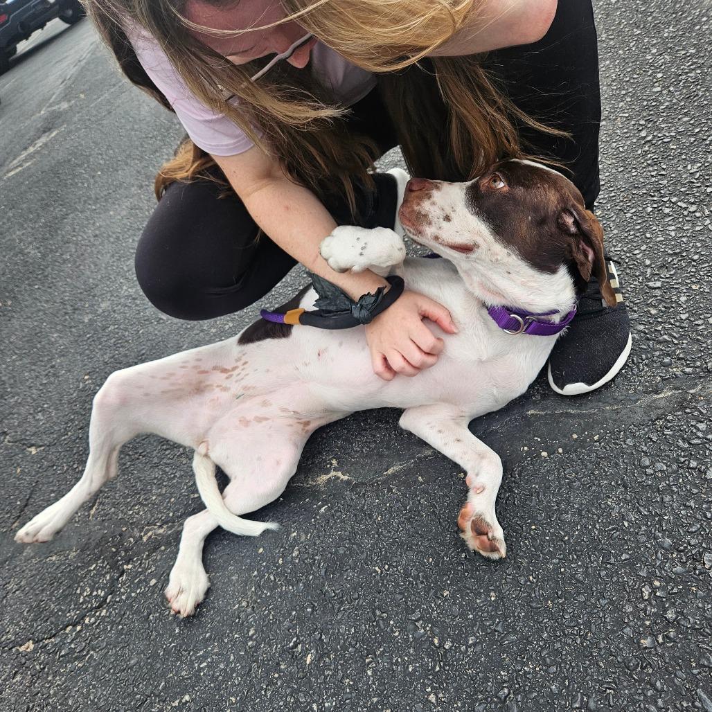 Bailey, a Adoptable Pointer in Tomah, WI image 3/6