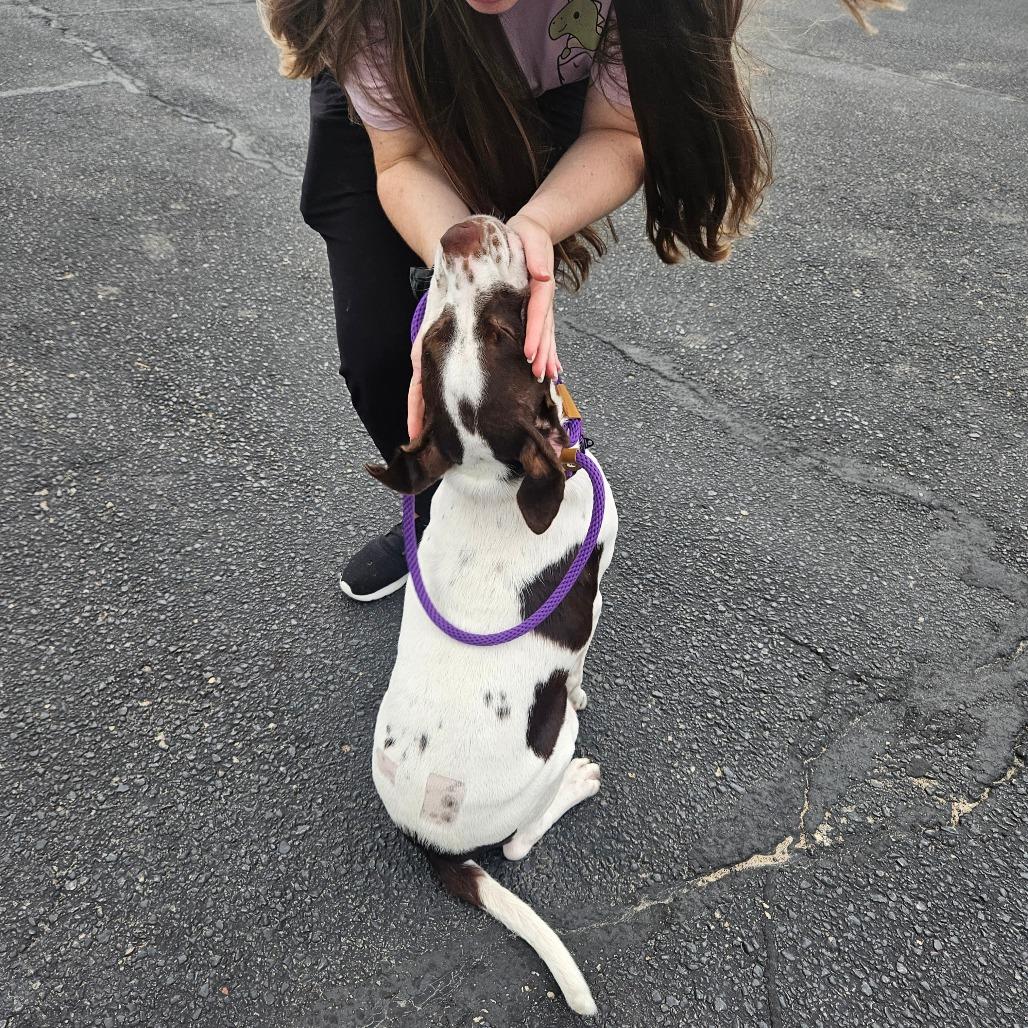 Bailey, a Adoptable Pointer in Tomah, WI image 4/6