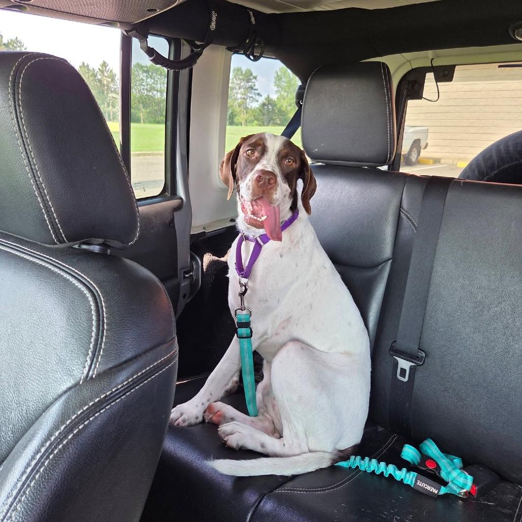 Bailey, a Adoptable Pointer in Tomah, WI image 5/6