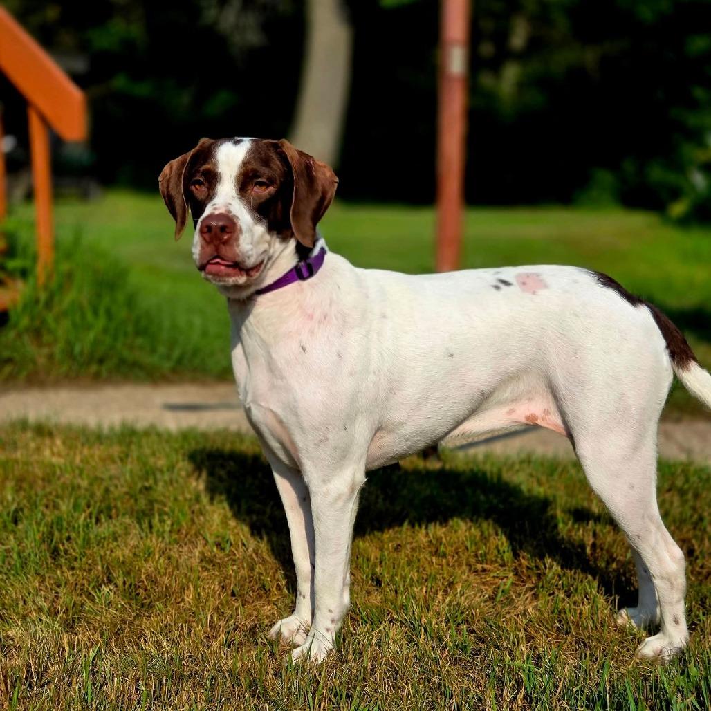 Bailey, a Adoptable Pointer in Tomah, WI image 6/6
