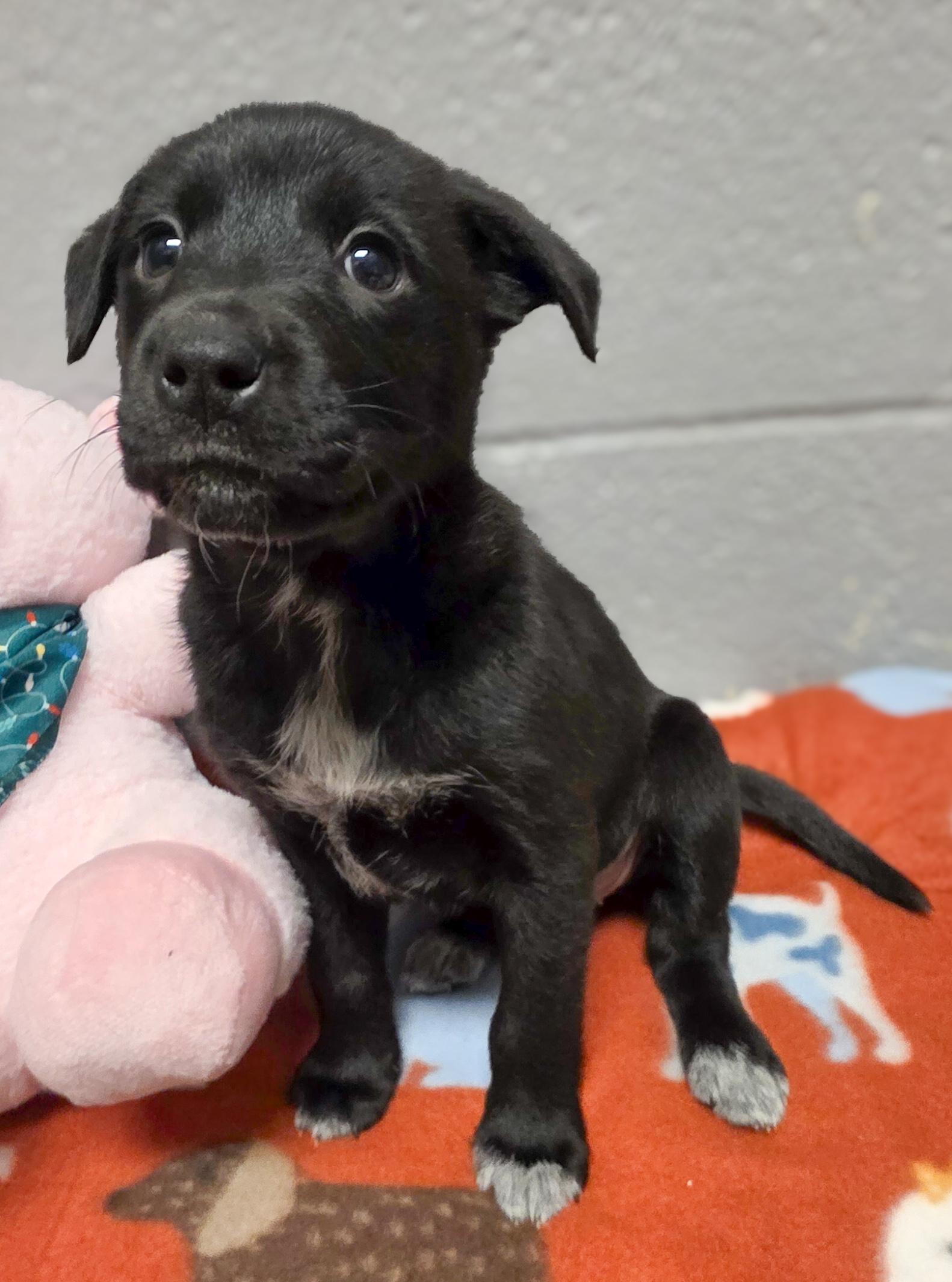 Enlarge Bells, an adopted mixed breed in Eau Claire, WI image 2/3