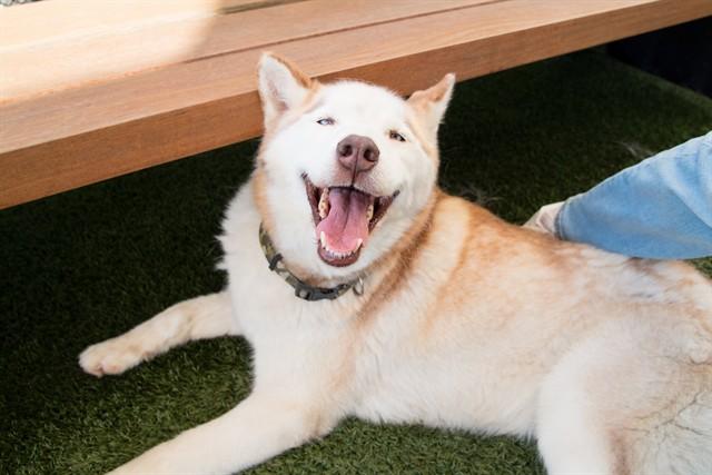 Enlarge HUMMUS, a Adoptable Siberian Husky in Santa Monica, CA image 1/1