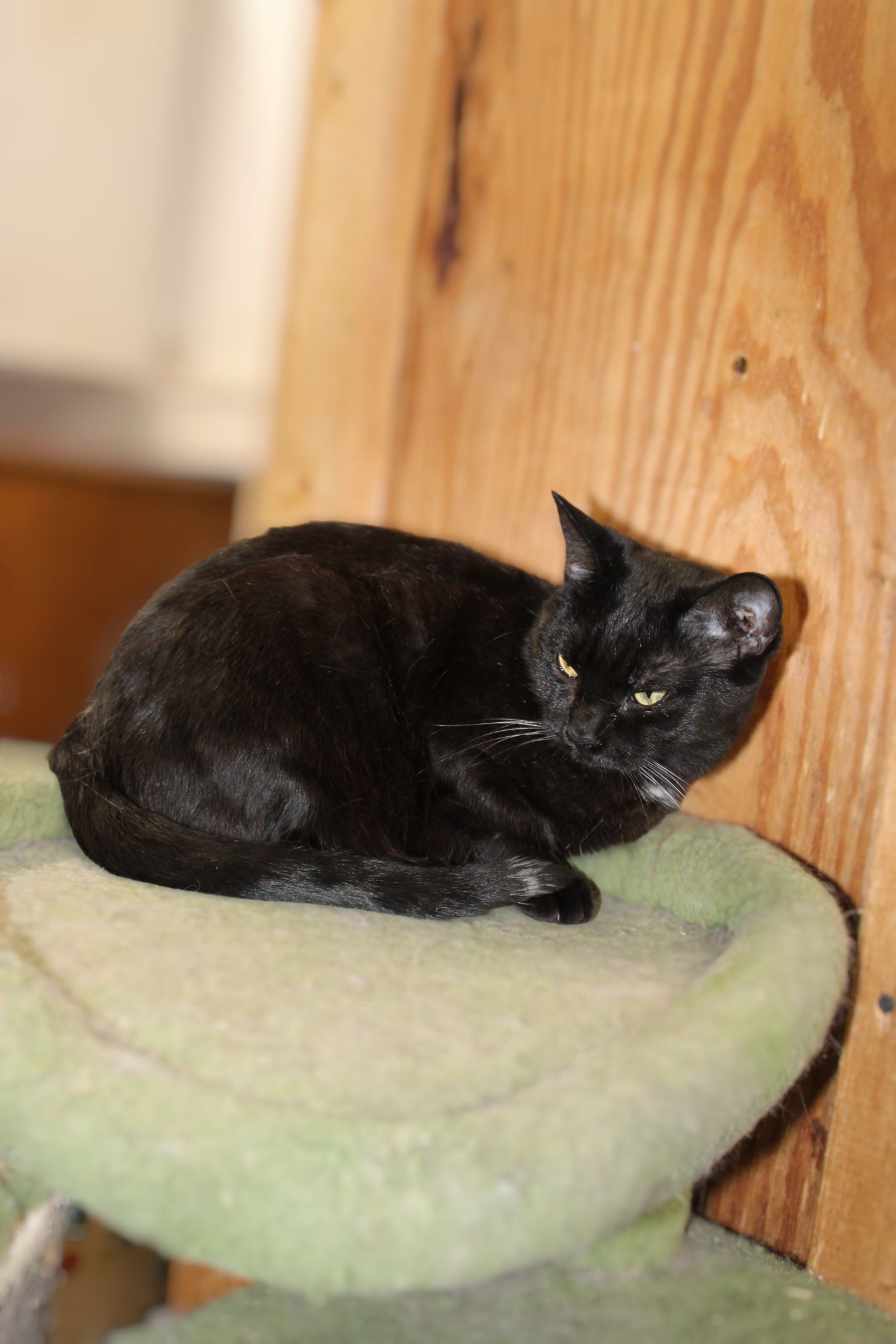 Enlarge Mayzi, a Adoptable Domestic Short Hair in Marion, IN image 1/1