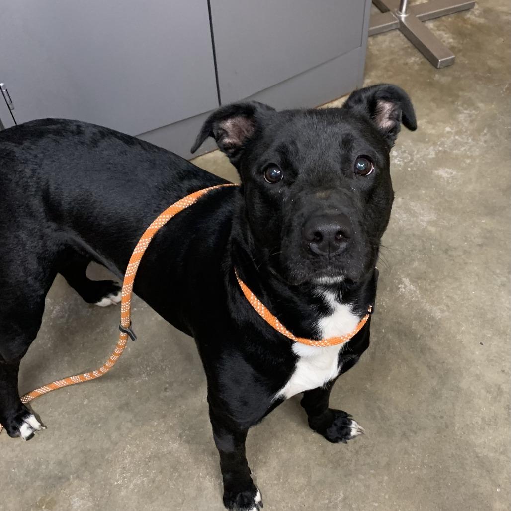 Enlarge Tinkerbelle, a Adoptable mixed breed in Washburn, MO image 1/2