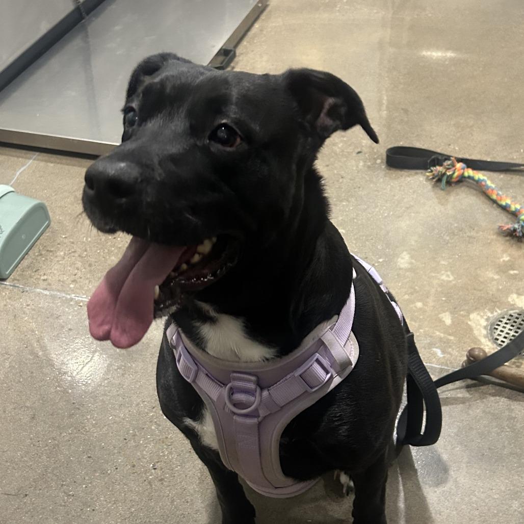 Enlarge Tinkerbelle, a Adoptable mixed breed in Washburn, MO image 2/2