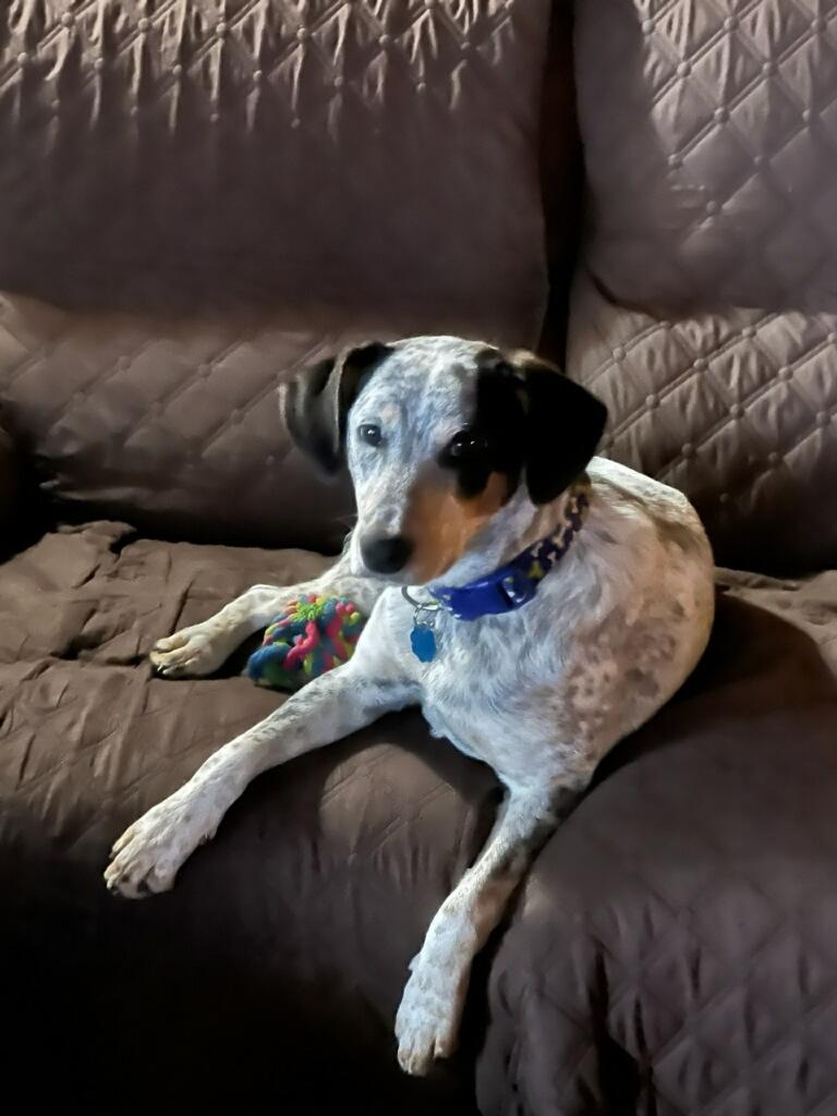 Hunter, Young Male Cattle Dog