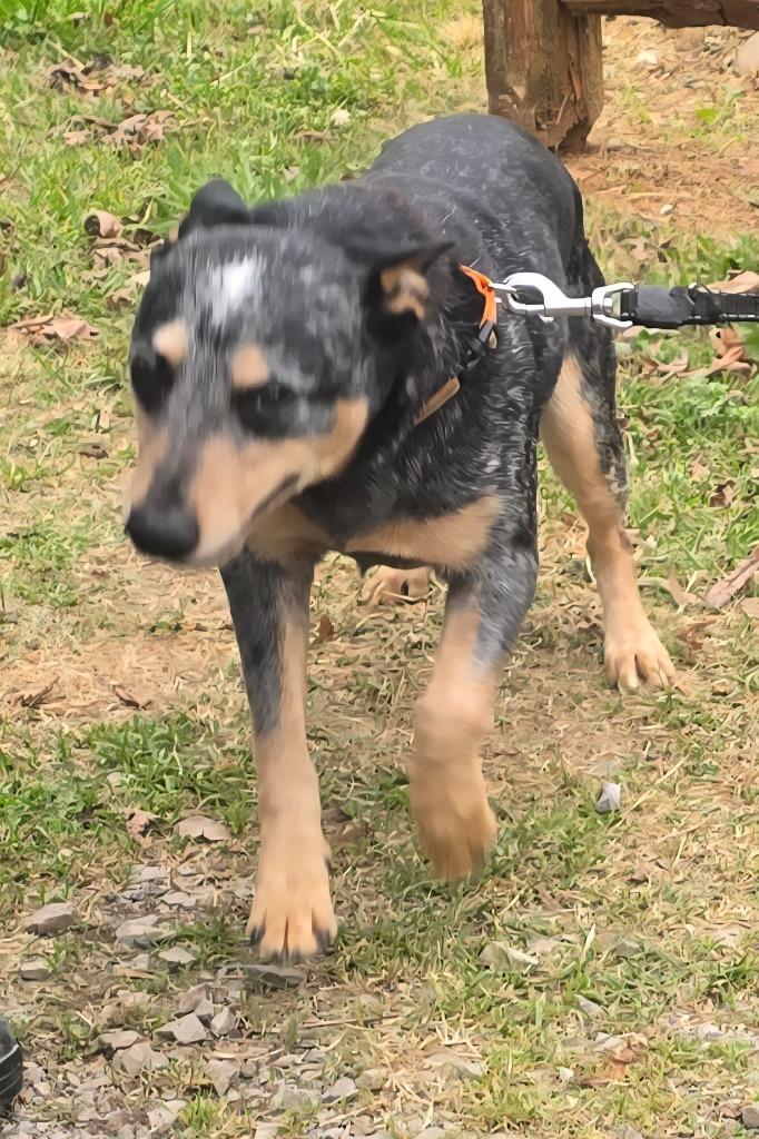 Enlarge Casey, a Adoptable Australian Cattle Dog / Blue Heeler in Cartersville , GA image 1/1