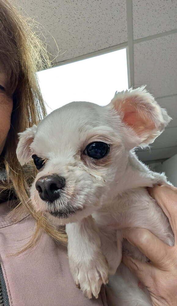 Enlarge Dolly, a Adoptable Maltese in Caldwell, NJ image 1/2
