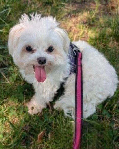 Enlarge Dolly, a Adoptable Maltese in Caldwell, NJ image 2/2