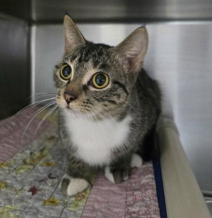 Enlarge Smidge, a Adoptable Domestic Short Hair in Sullivan, IN image 1/1