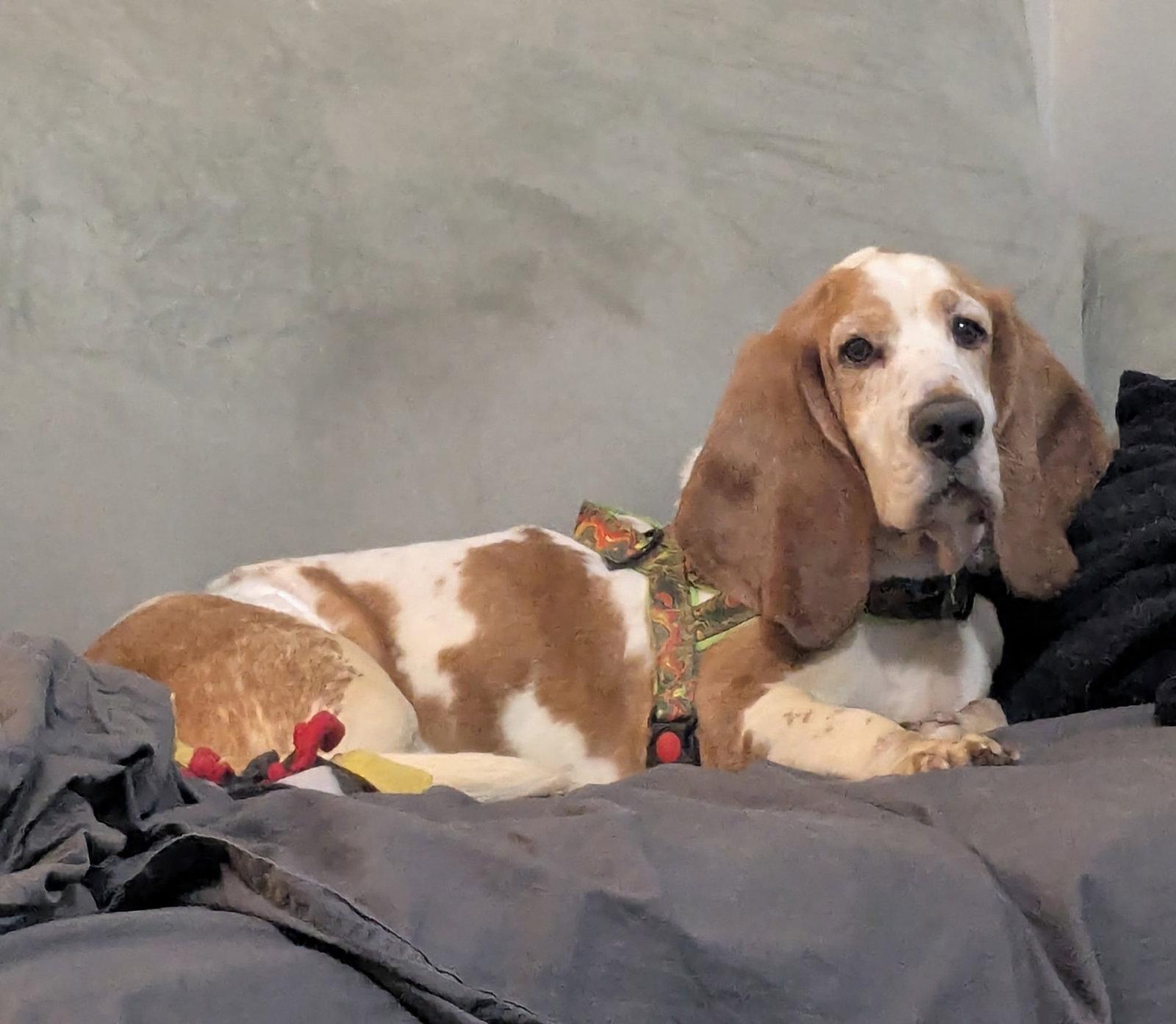 Huck, Adoptable, Young Male Basset Hound.