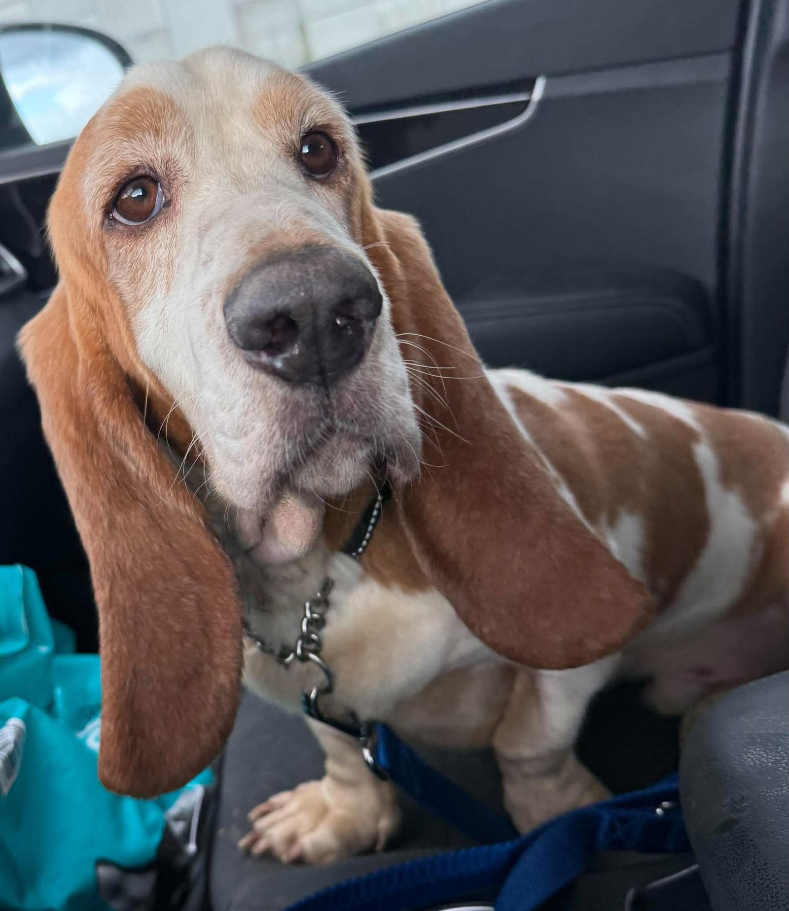 Enlarge Huck, a Adoptable Basset Hound in Valrico, FL image 2/3