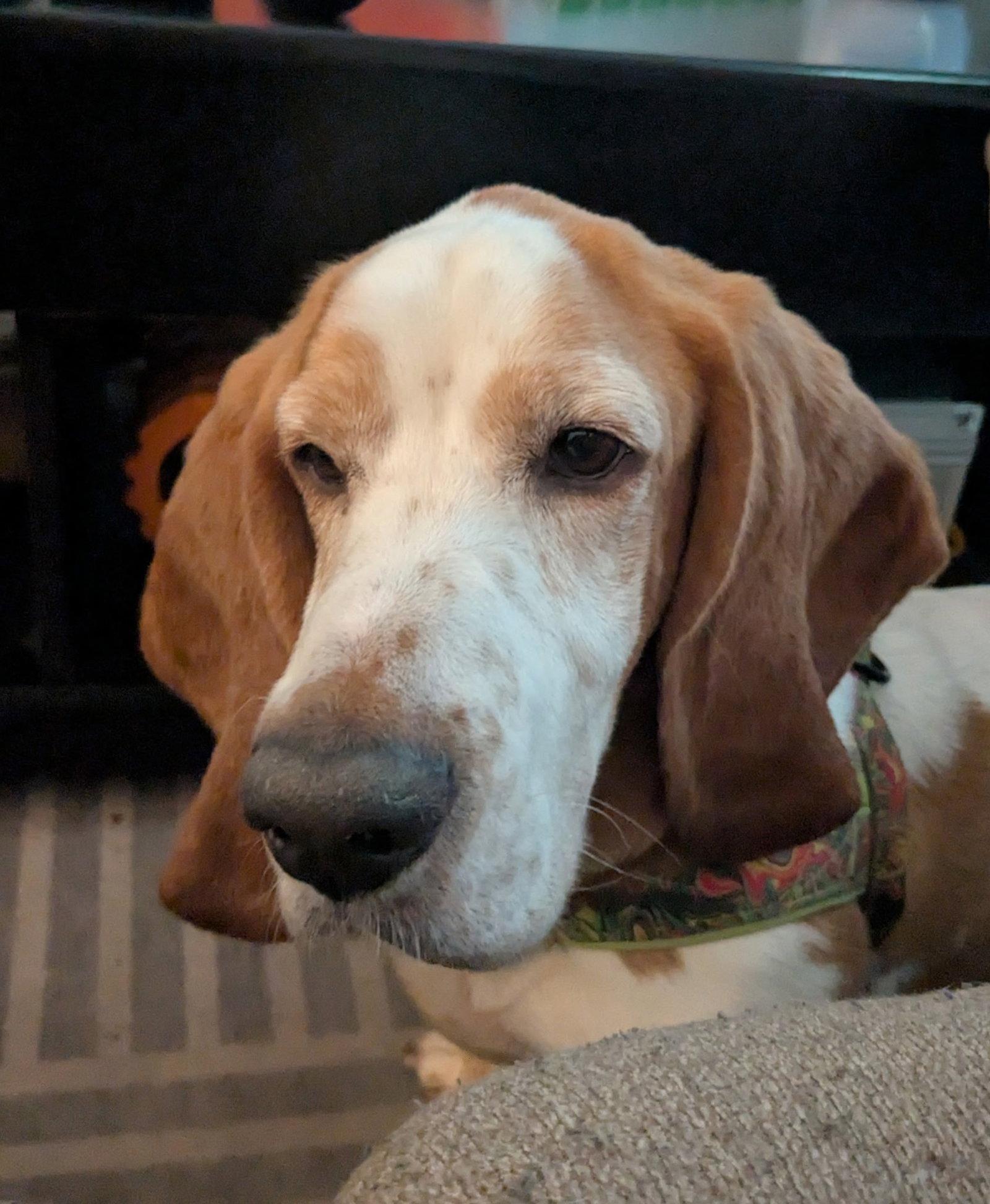 Enlarge Huck, a Adoptable Basset Hound in Valrico, FL image 3/3