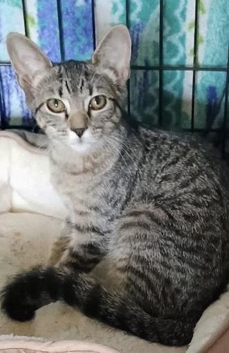 Enlarge Opal - Bonded Pair with Ruby, a Adoptable mixed breed in Gloucester, MA image 1/1