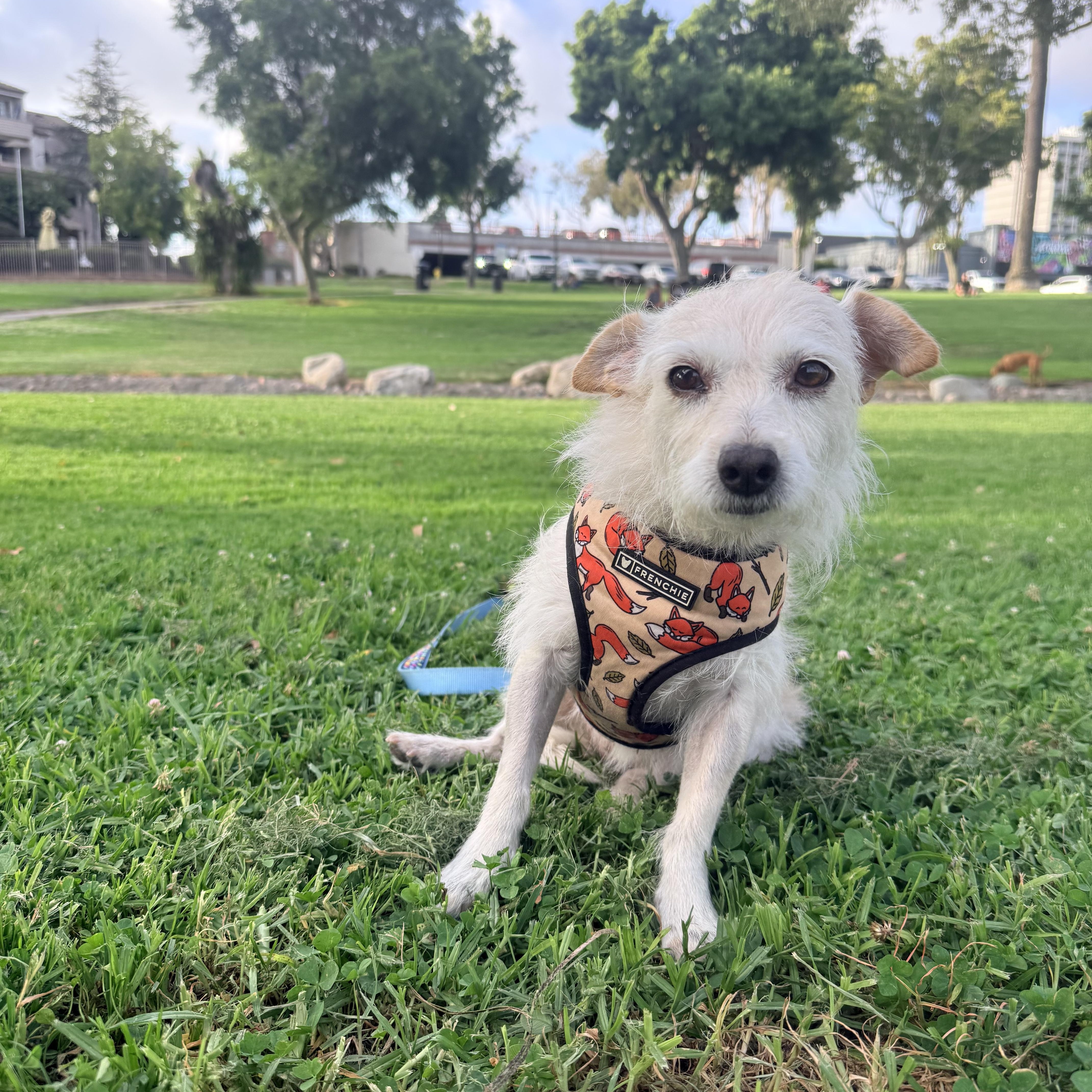Astrid, ADOPTABLE, Adult Female West Highland White Terrier / Westie.